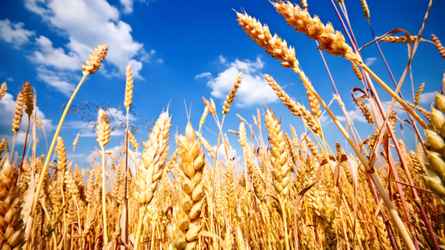 GMOs are being authorised in the EU without Member State support – MEPs