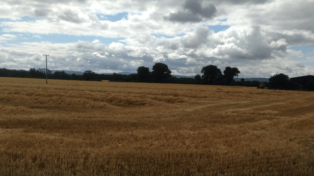 ‘Good crop yields and quality in Ireland; EU forecasts revised downwards’