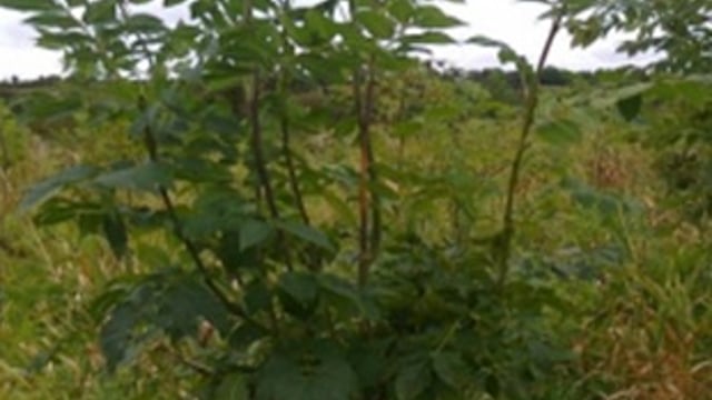 How to spot the signs of ash dieback