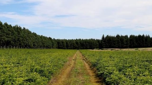 Love Christmas? Here’s your chance to buy a Christmas tree farm
