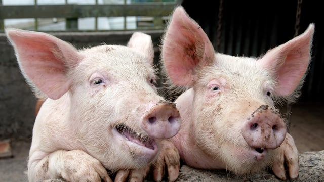Antibiotic use targets: What’s the latest in your sector?