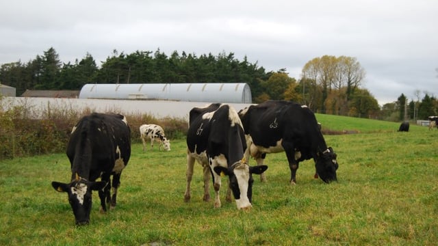 Poor milk price drives UK cow slaughterings up 13.8% in July