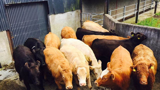 Cattle Marts – Finished cattle in strong demand with lots selling to €900 over