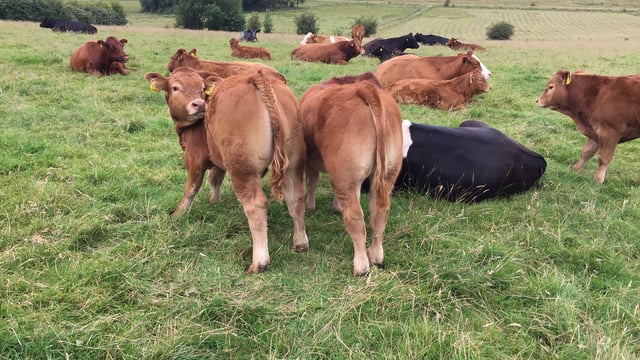 Cattle trade remains steady as farmers return to the ring after the Ploughing