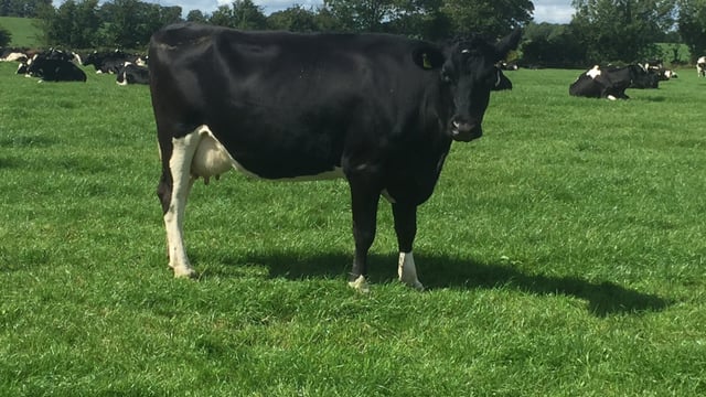 ‘Very good dairy farmers have little room to make cutbacks’