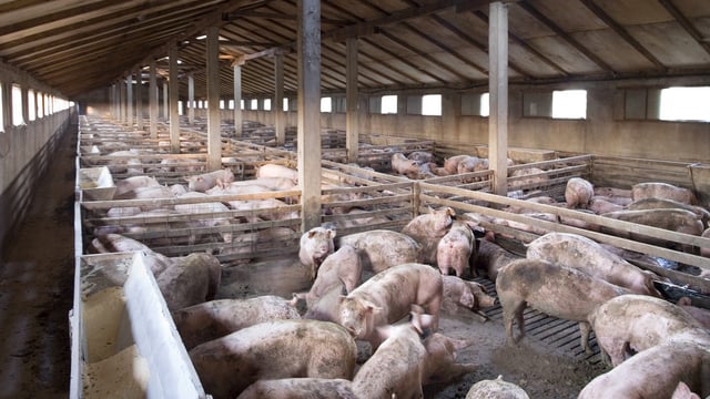 Additional EU support for dairy and pig farmers in Northern Ireland