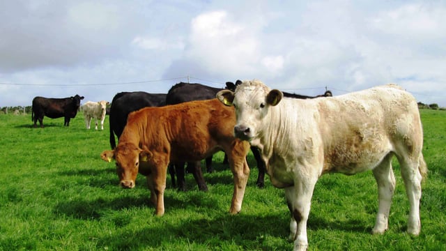 ‘Eating less meat might not lower greenhouse gas emissions’