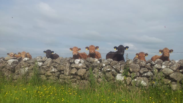 Organic farmers call for a relaxation of the annual certification process