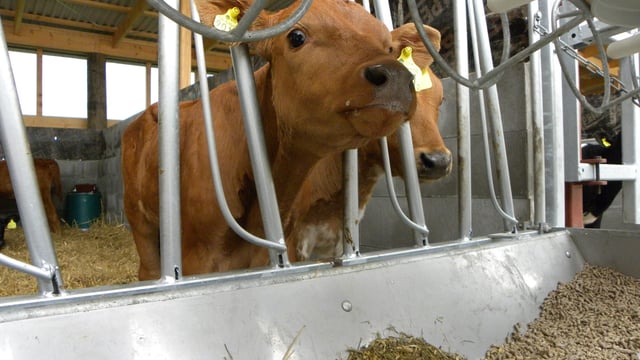 6.7% more calves registered on BVD programme than 2014