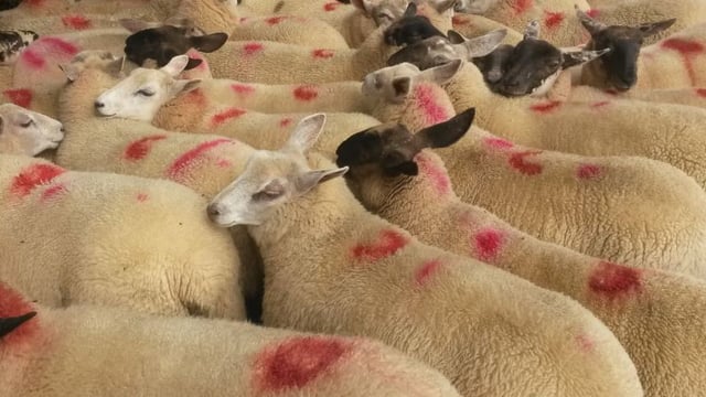 No movement in lamb price – Week-on-week sheep kill drops by 5%