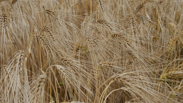 8 things you should know about GMOs in Europe