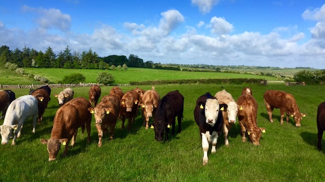 Monitoring cattle weights from space is a ‘game-changer’