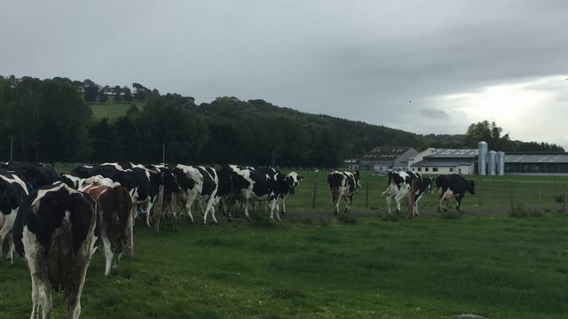 Robotic milking: What’s more important time or money?