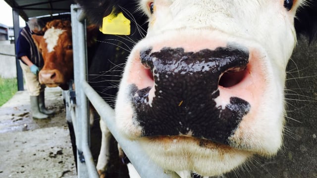 Fermanagh farmer fined for incorrect records caught after avoiding TB tests