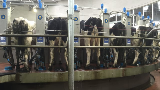 Expanding dairy farmers have 2 options: get better or get bigger