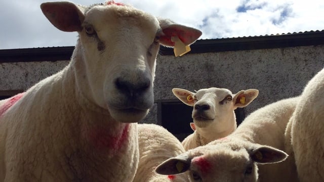 Sheep housing: What you should and shouldn’t do