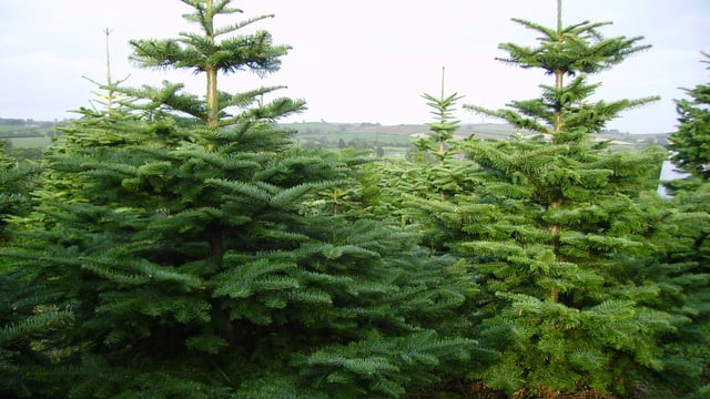Some Christmas tree growers are sleeping out to protect their trees