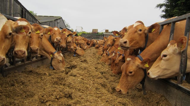 Dairy farmers can look forward to ‘volatility proof’ EU loans
