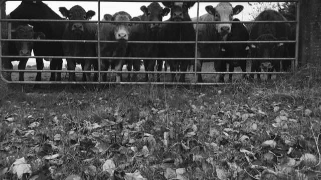 Eight cattle electrocuted by falling power line