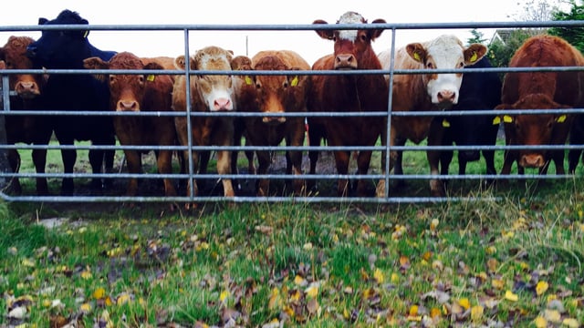 ‘Farmers need to test for rumen fluke this year’