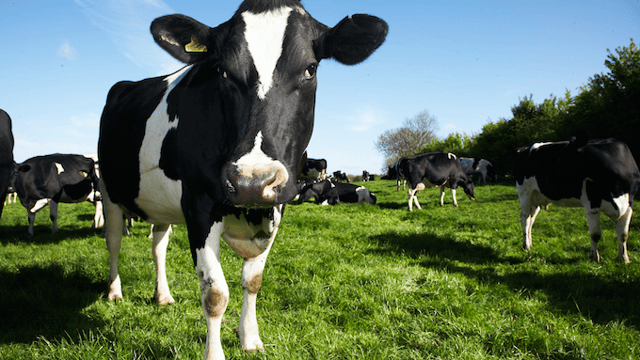Dairy Crest completes sale of dairies to Muller