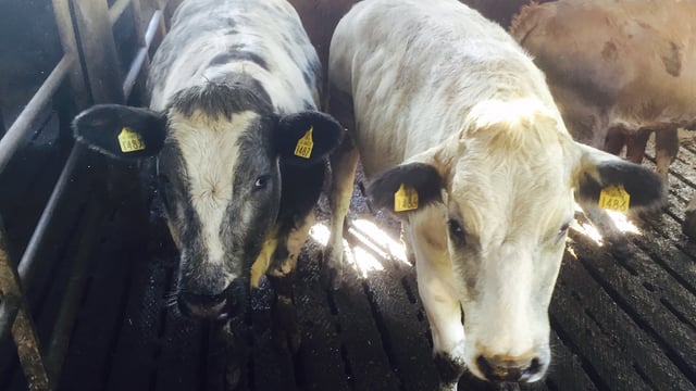 Beef kill back 86,568 head on 2014 levels – Weekly kill drops by 5%