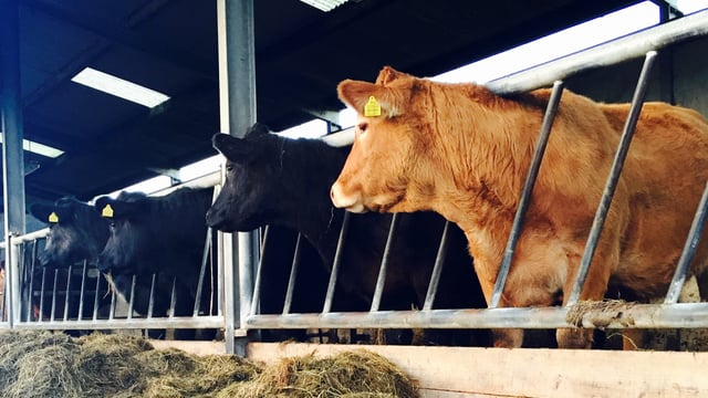‘Foolhardy in the extreme to curb the production of beef’ – Meat processors