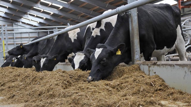 Northern Ireland’s beef and dairy herd numbers up