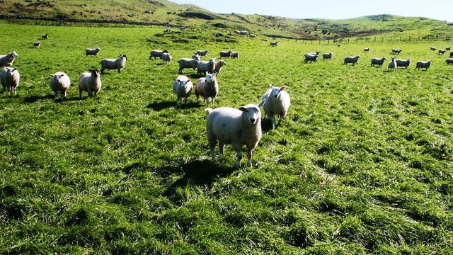 European sheep supplies set to remain tight in 2016 – AHDB