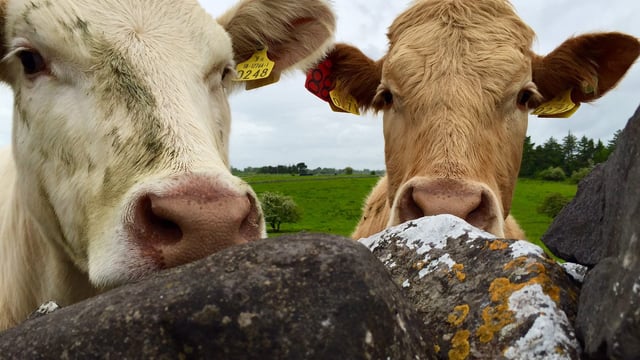 3% rise in European beef production a worry for Ireland – Dawn Meats