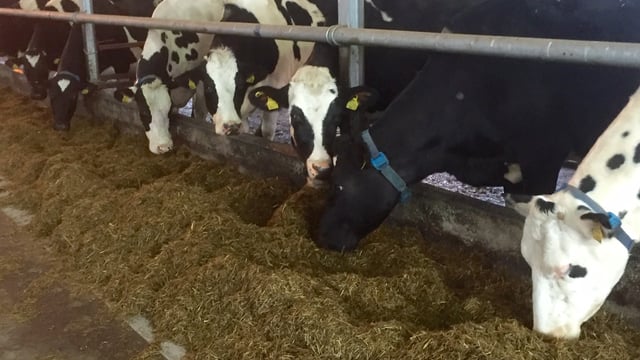 UK dairy margins continue to fall and the worst has yet to come