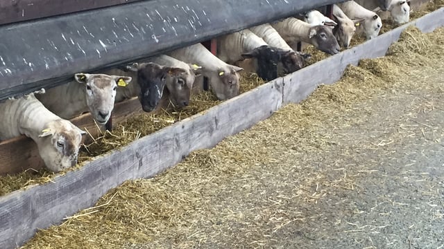 ‘Sheep farmers need to rethink dosing strategies as resistance is growing’