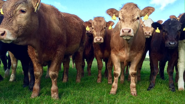 Organic milk and meat is ‘more beneficial’ than conventionally produced products