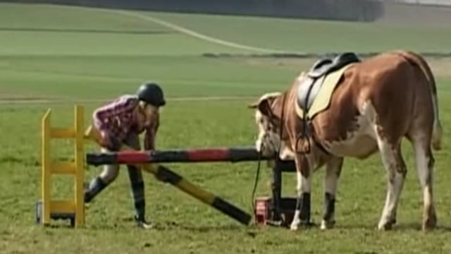 Video: Meet the cow trained to jump like a horse