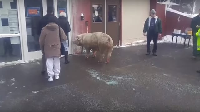 Pig shows up at US polling station – not the first time an animal has turned up unexpectedly!