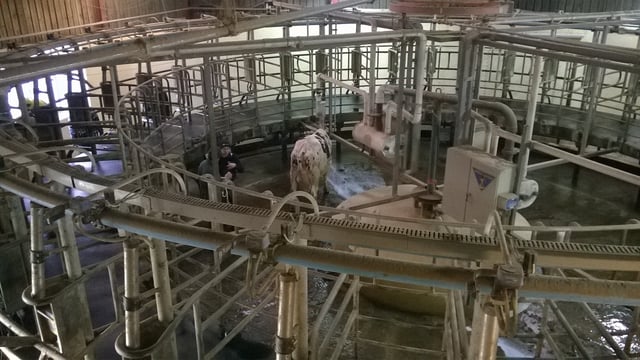 Firefighters rescue cow trapped in rotary milker