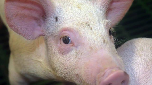 ‘Making pig farming great again’ the theme of this year’s Pig Health Society Symposium