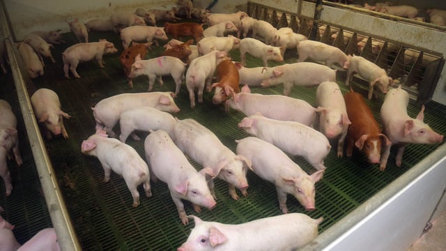 EU pigmeat consumption rises in 2015