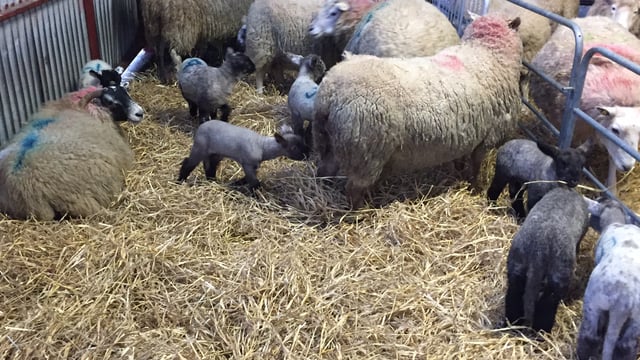 ‘Disappointing’ scanning results for early lambing flocks