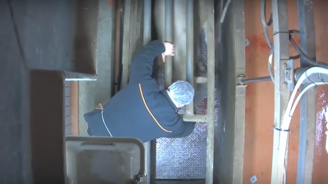 French abattoir investigation after graphic video shows animal abuse