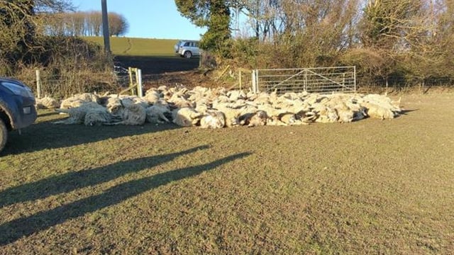 Over 100 sheep killed in the UK’s worst sheep attack ever