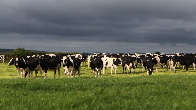 Analysis: Experts predict the dairy industry is set to suffer more in the short term