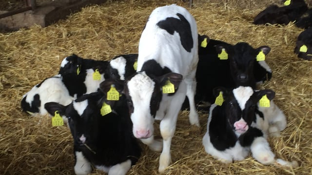 Holstein UK announces judges for 2024 ABAB Calf Show, but no venue