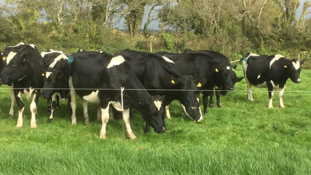 GB dairy producer numbers fall below 9,000