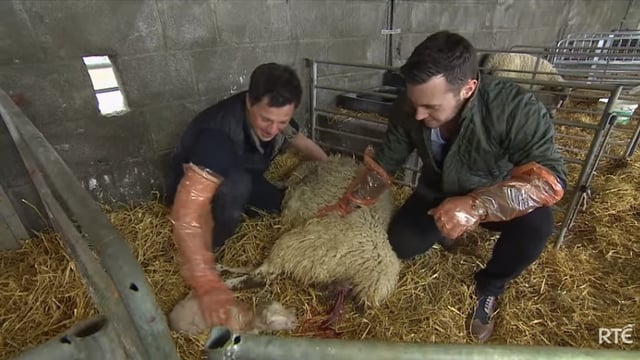 Big week on the farm to feature camogie star and a chicken-plucking challenge