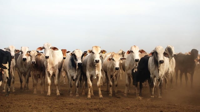 China and Chile ban Brazilian beef imports for now, following producer scandal