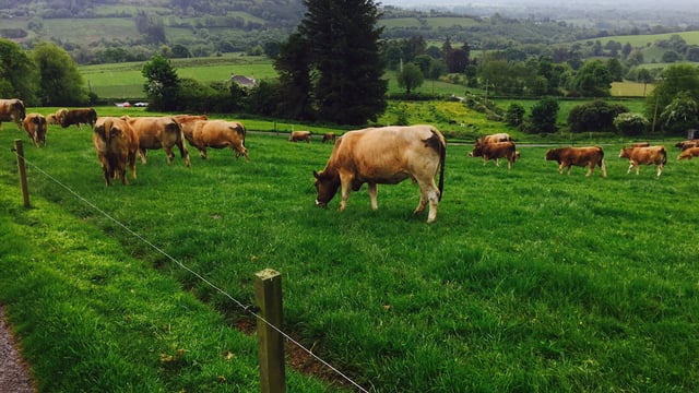 Should more dairy farmers use Aubrac bulls to clean up?