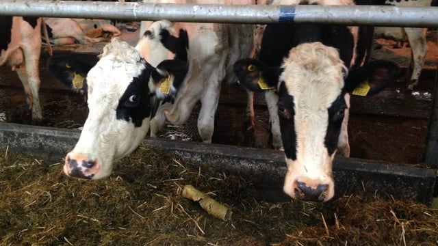 ‘Fall in EU milk price causing increase in the number of cows sent to slaughter’