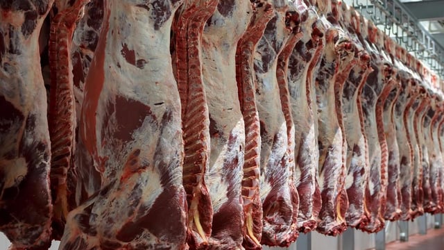 Australian dairy farmers forced to cull cows to pay mounting bills