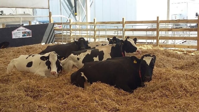 Lely’s live robotic milking display returns to the Balmoral Show